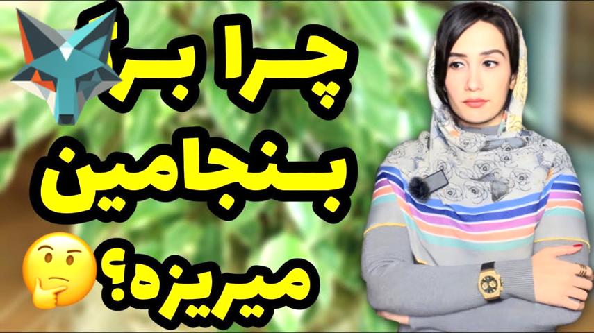 چرا برگهای بنجامین می‌ریزند؟ نکات طلایی برای نگهداری از این گیاه زیبا