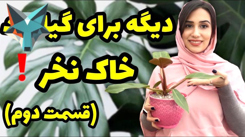 چرا باید گیاهان خود را در خاک نکارید و به هیدروپونیک روی آورید؟