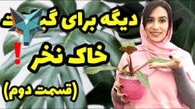 ویدیو: چرا باید گیاهان خود را در خاک نکارید و به هیدروپونیک روی آورید؟